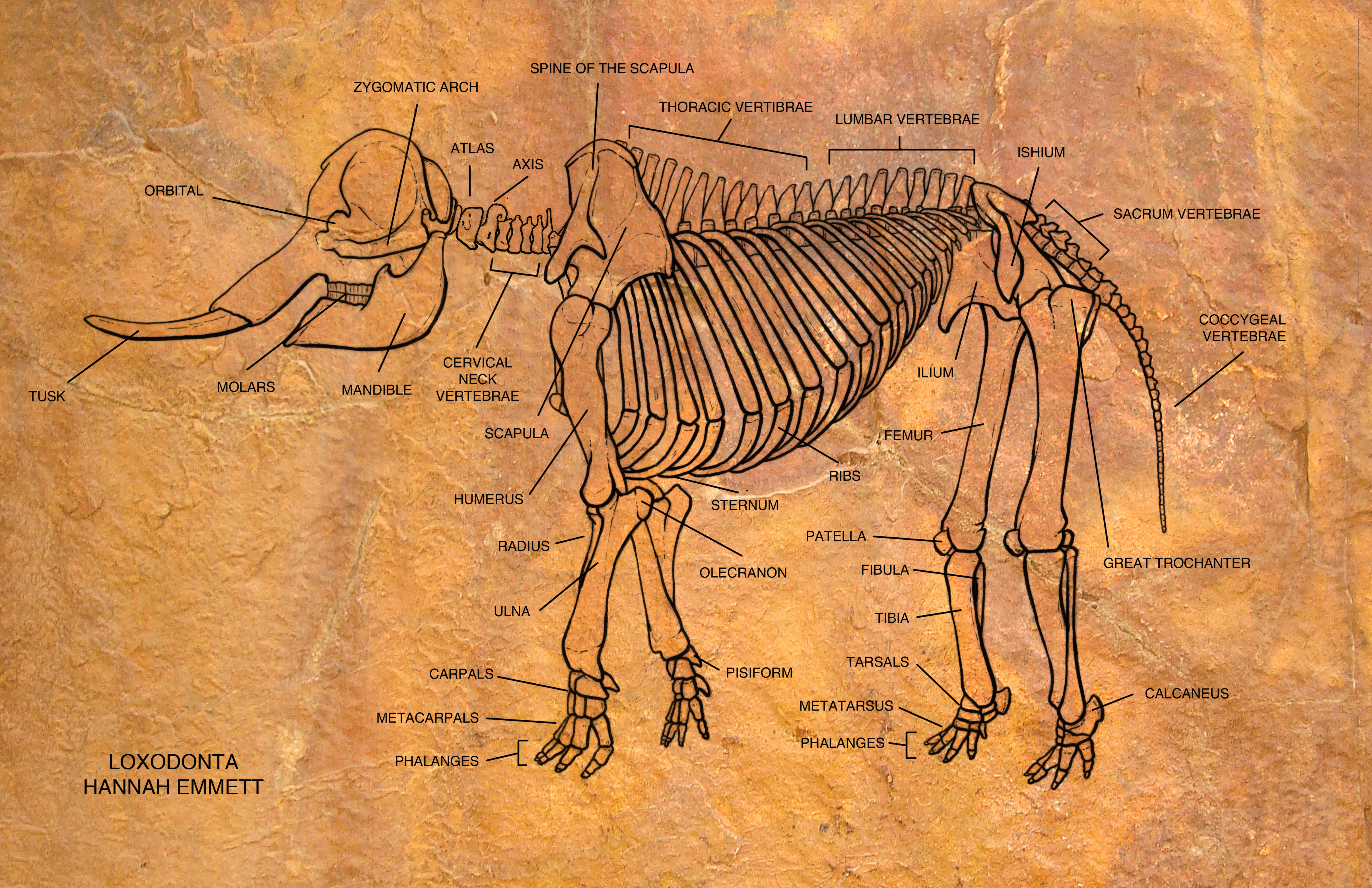 Скелет мамонта анатомия